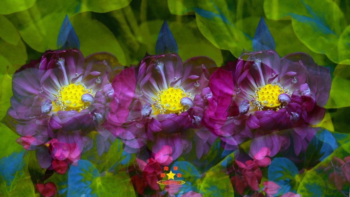 春城夏荷美《二》