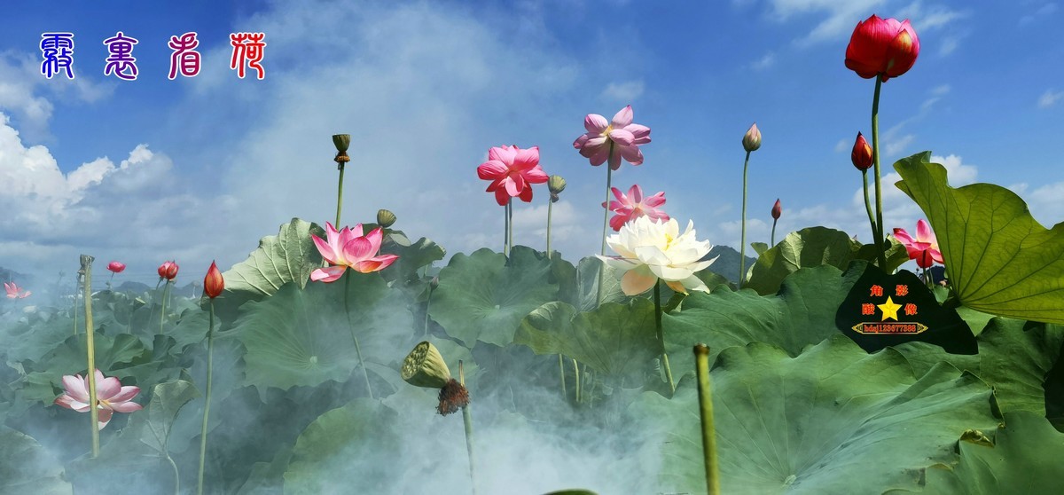 春城夏荷美《二》