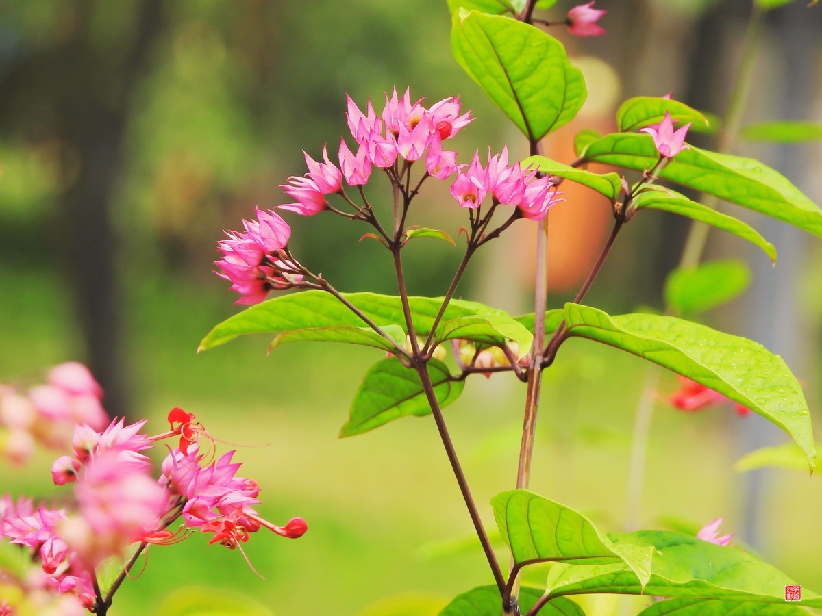 秋花秋月也迷人