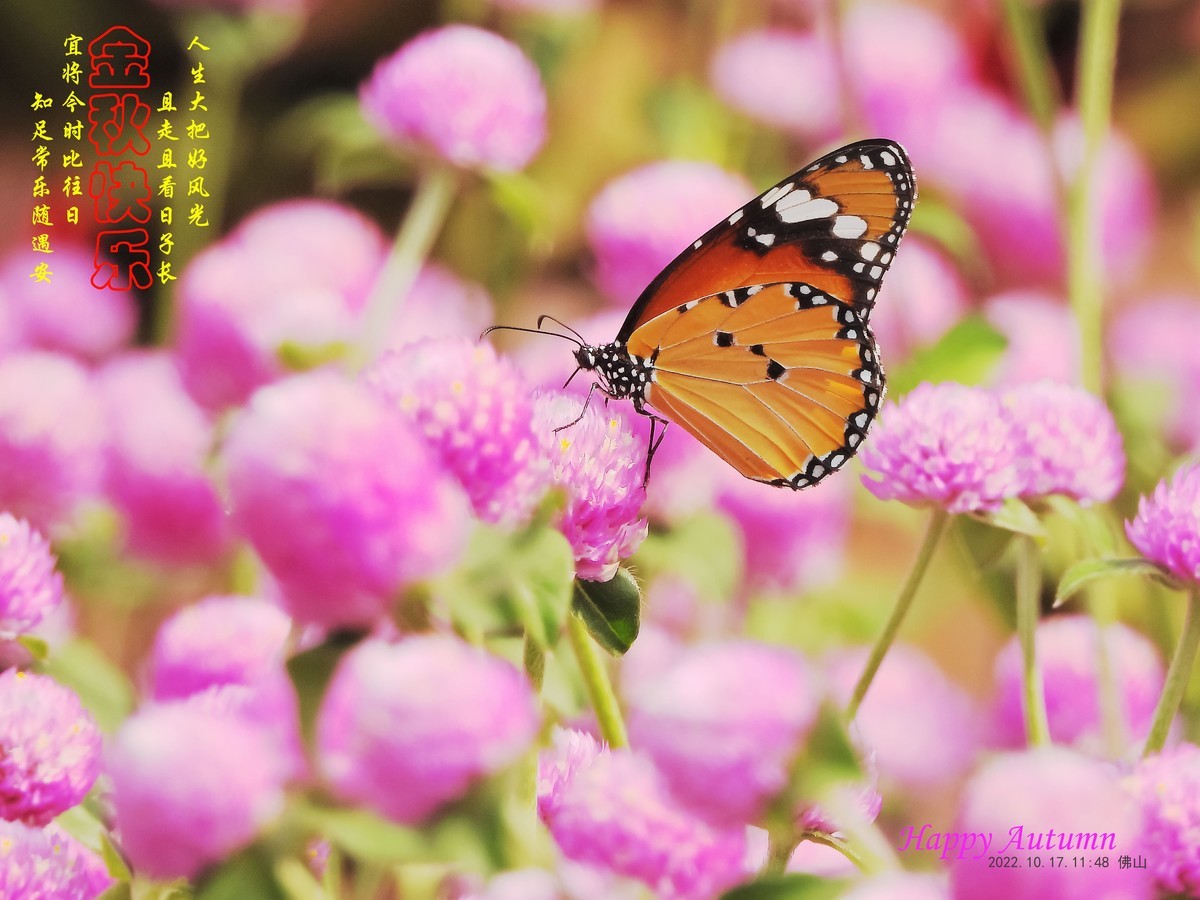 秋花秋月也迷人