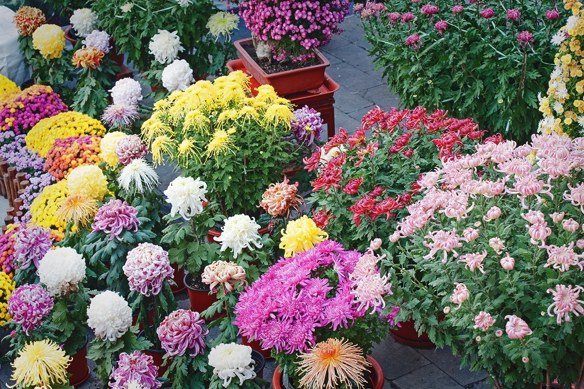 换个角度看菊展