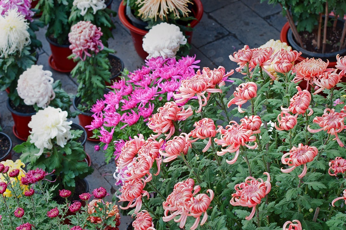 换个角度看菊展