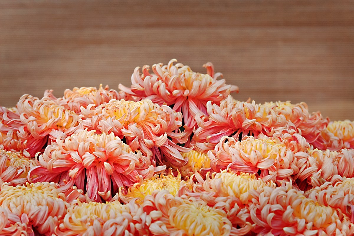 换个角度看菊展