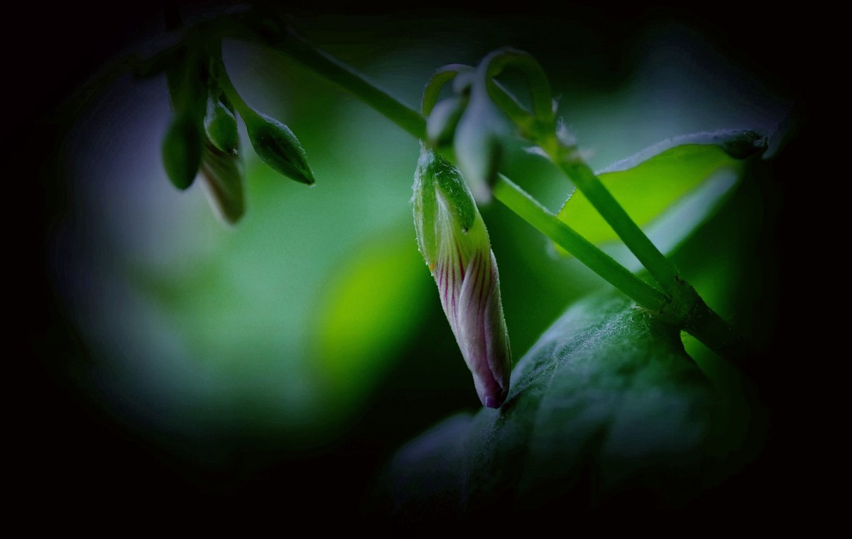 前期春天拍的花