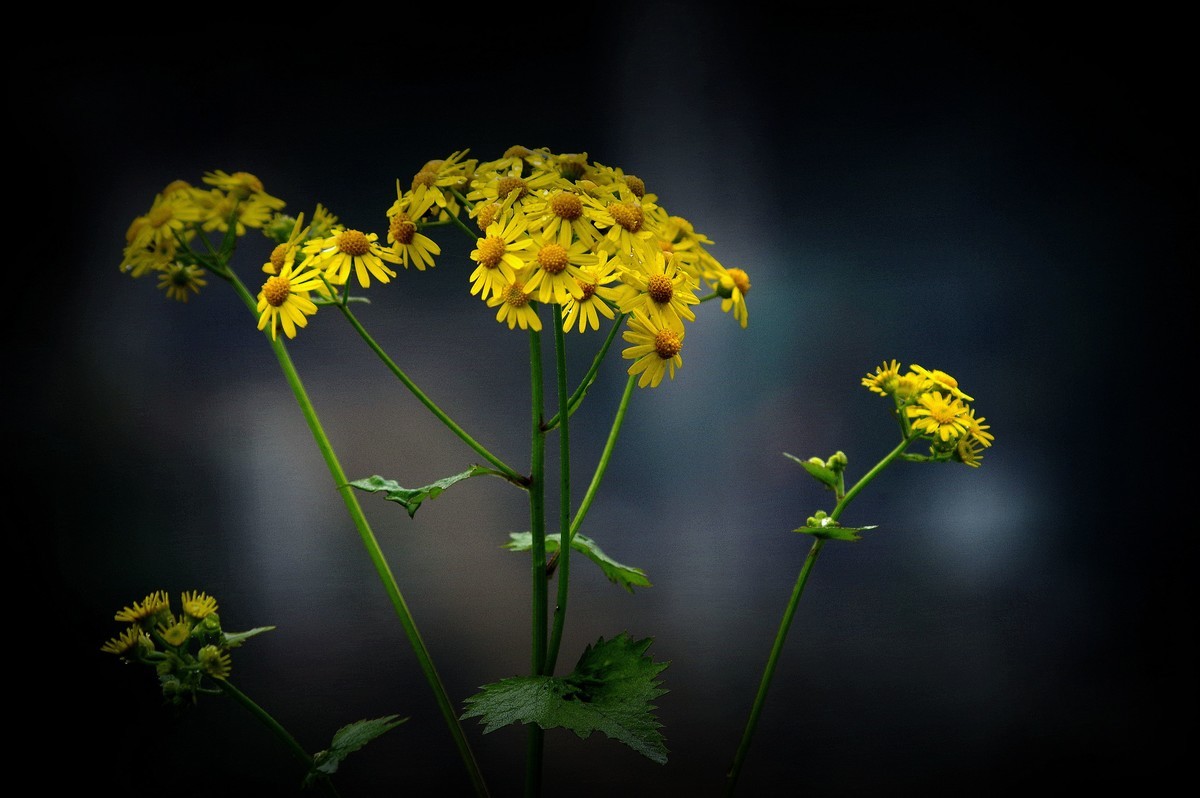 前期春天拍的花