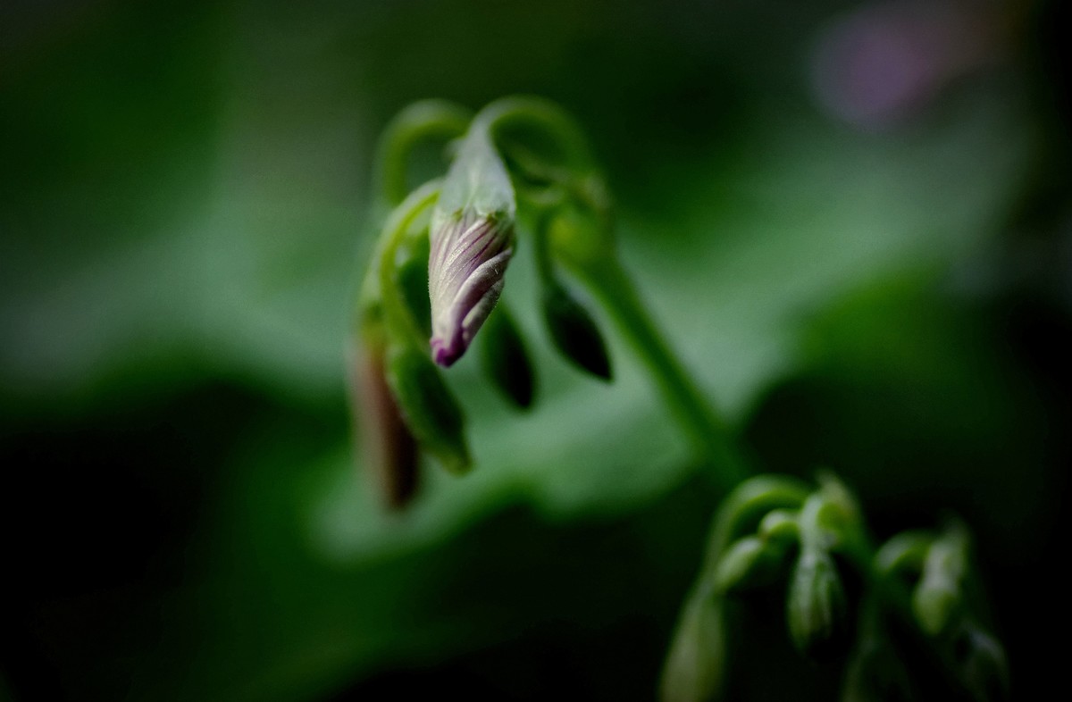 前期春天拍的花