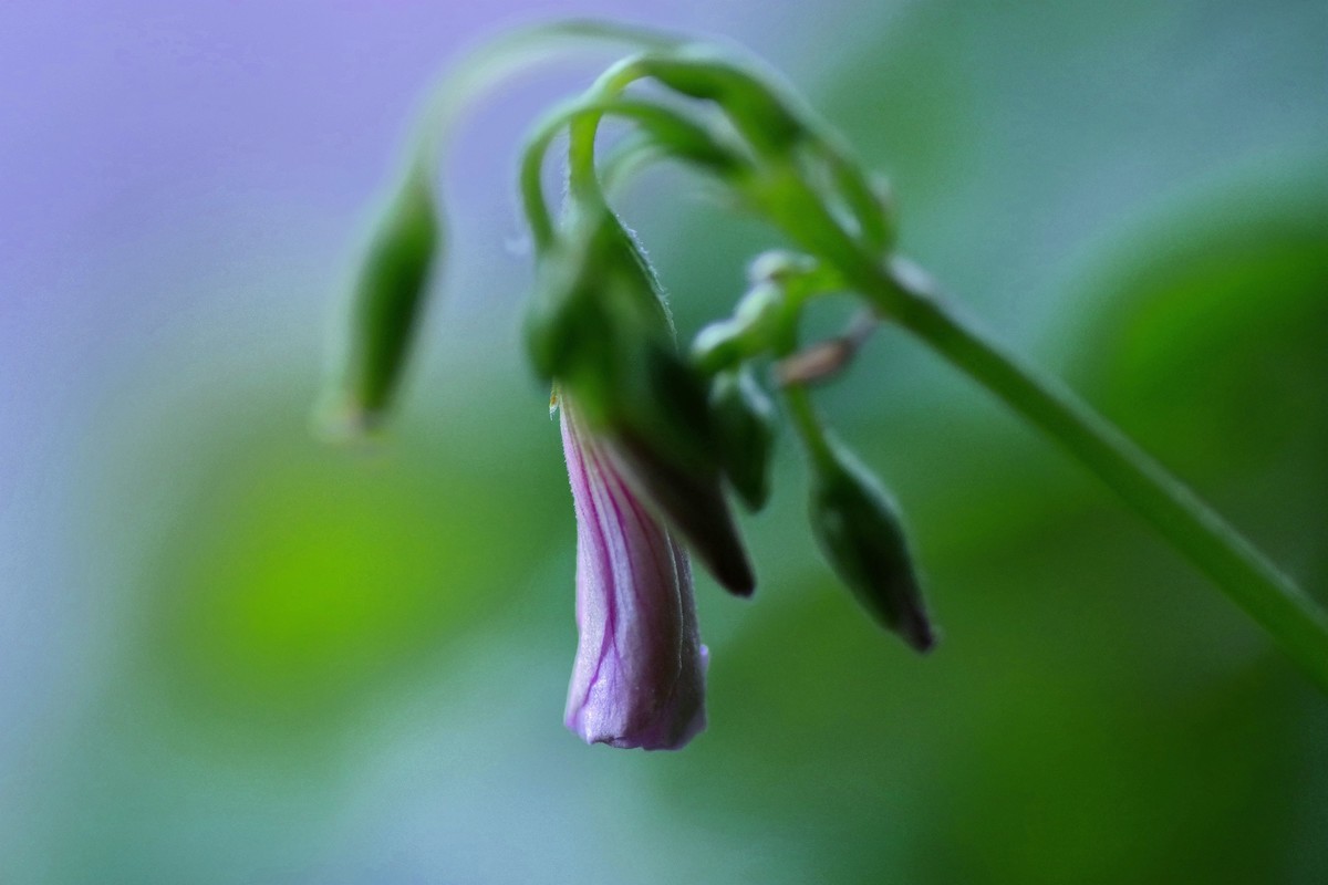 前期春天拍的花