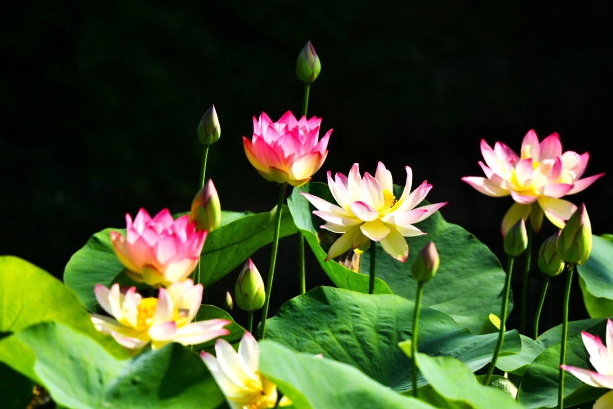 【花儿与儿童】庆祝六一国际儿童节