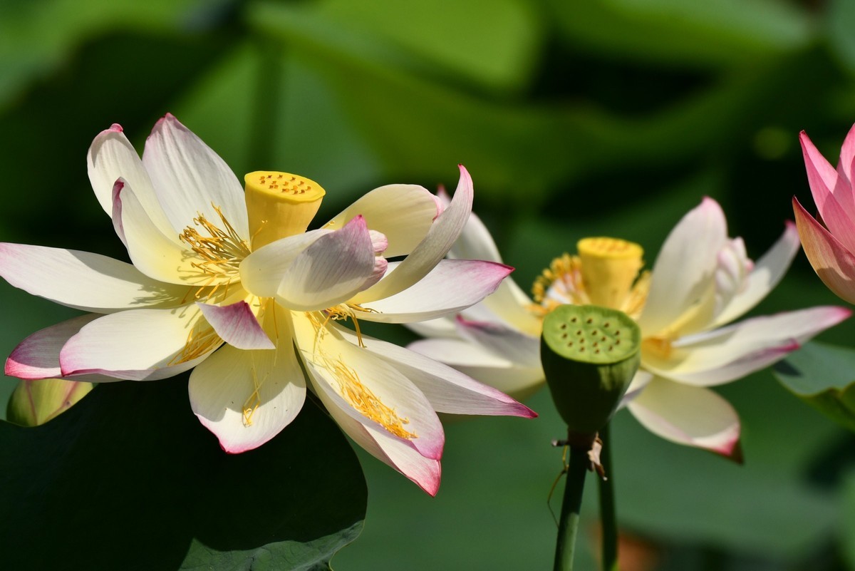 【花儿与儿童】庆祝六一国际儿童节