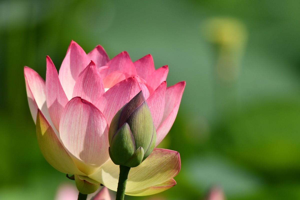 【花儿与儿童】庆祝六一国际儿童节
