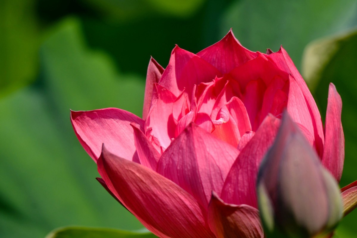 【花儿与儿童】庆祝六一国际儿童节