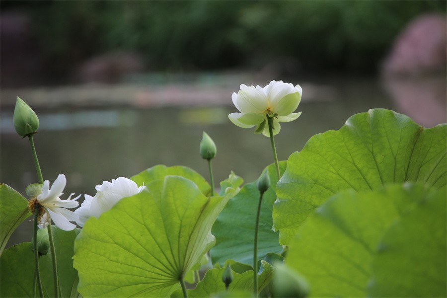 6.1洛阳随唐园的印象