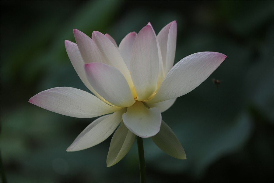 6.1洛阳随唐园的印象