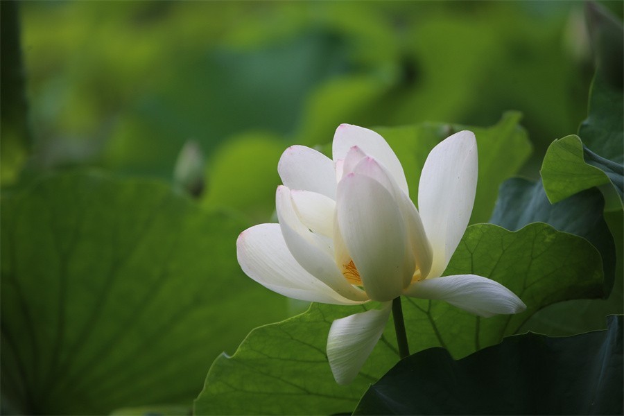 6.1洛阳随唐园的印象
