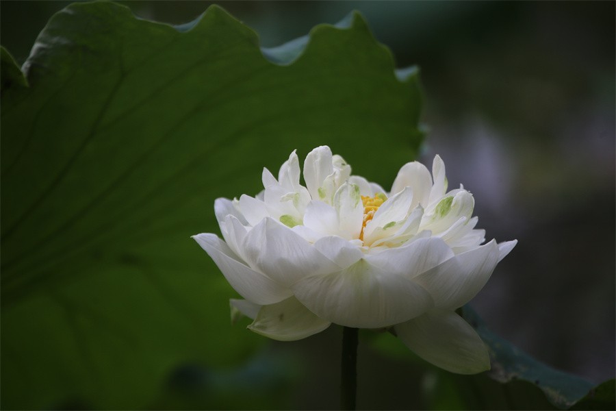 6.1洛阳随唐园的印象