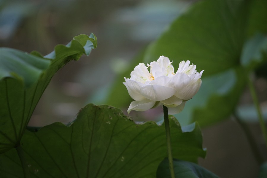 6.1洛阳随唐园的印象