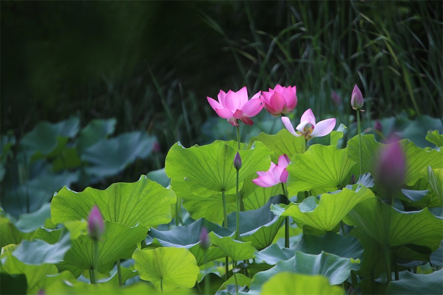 6.1洛阳随唐园的印象
