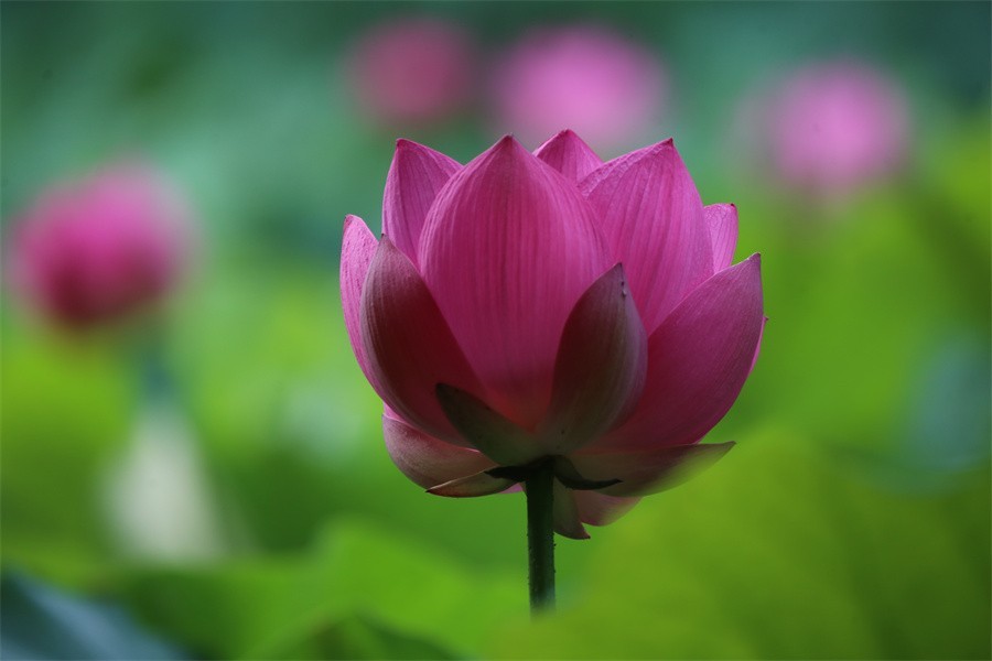 6.1洛阳随唐园的印象