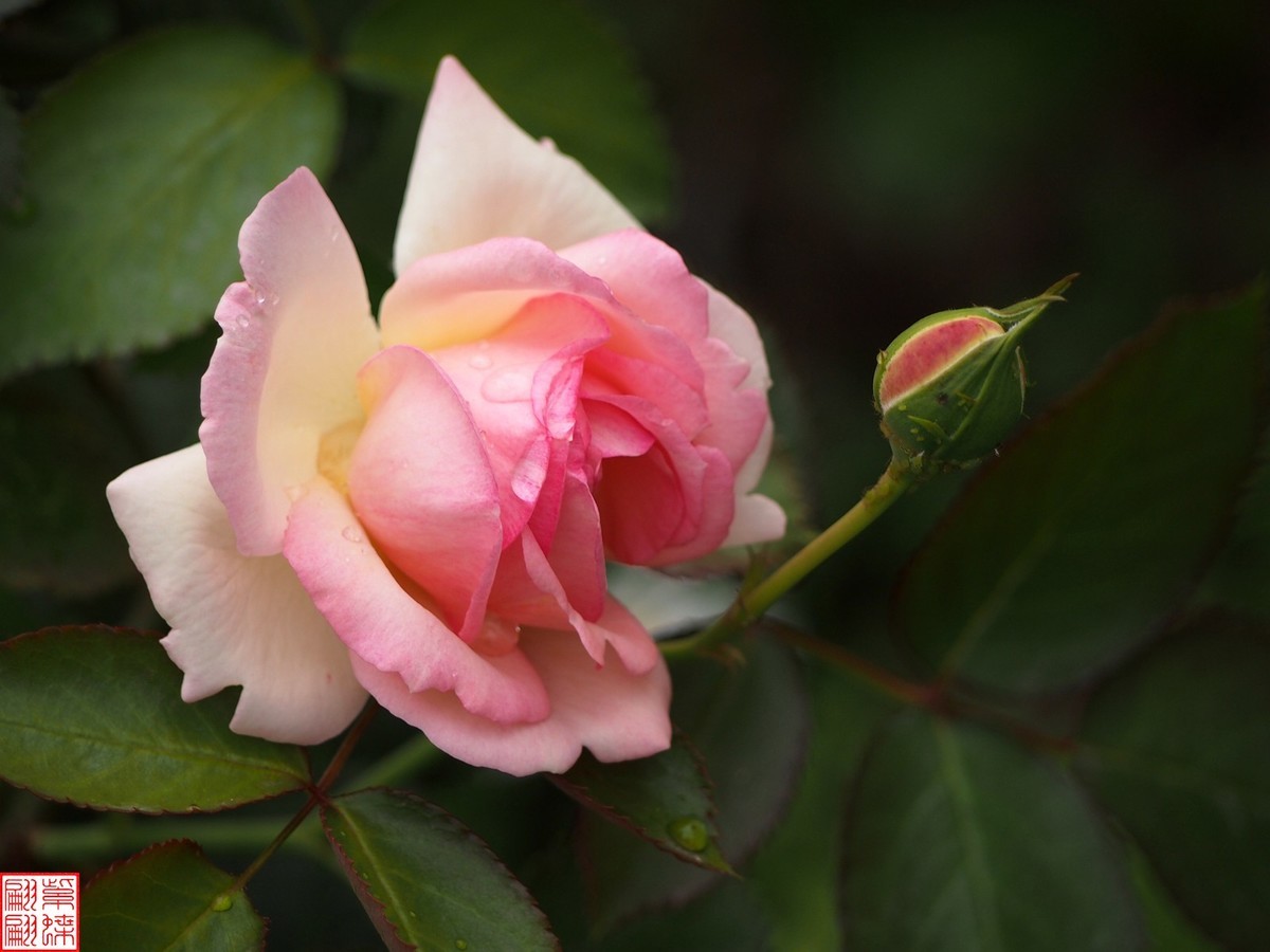 2024开放之欧月（2）