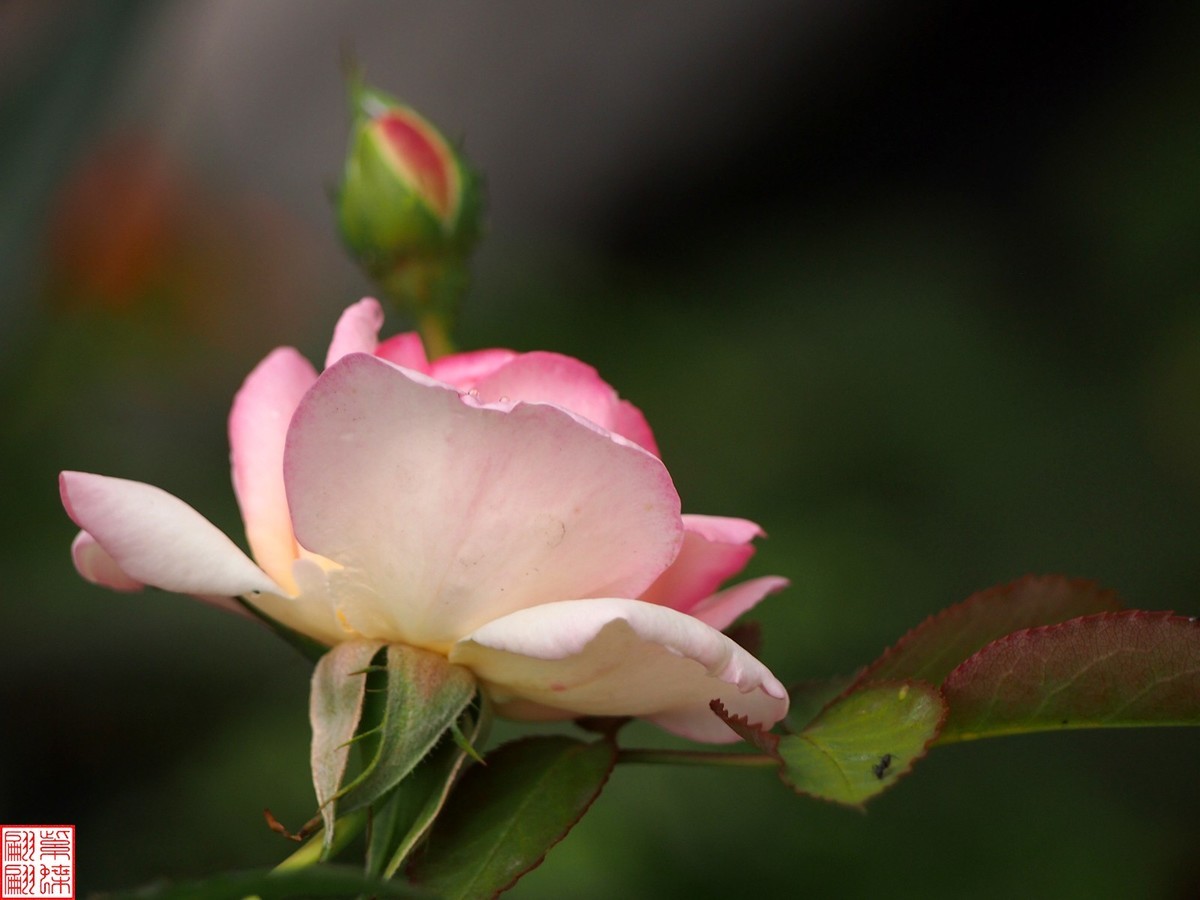 2024开放之欧月（2）