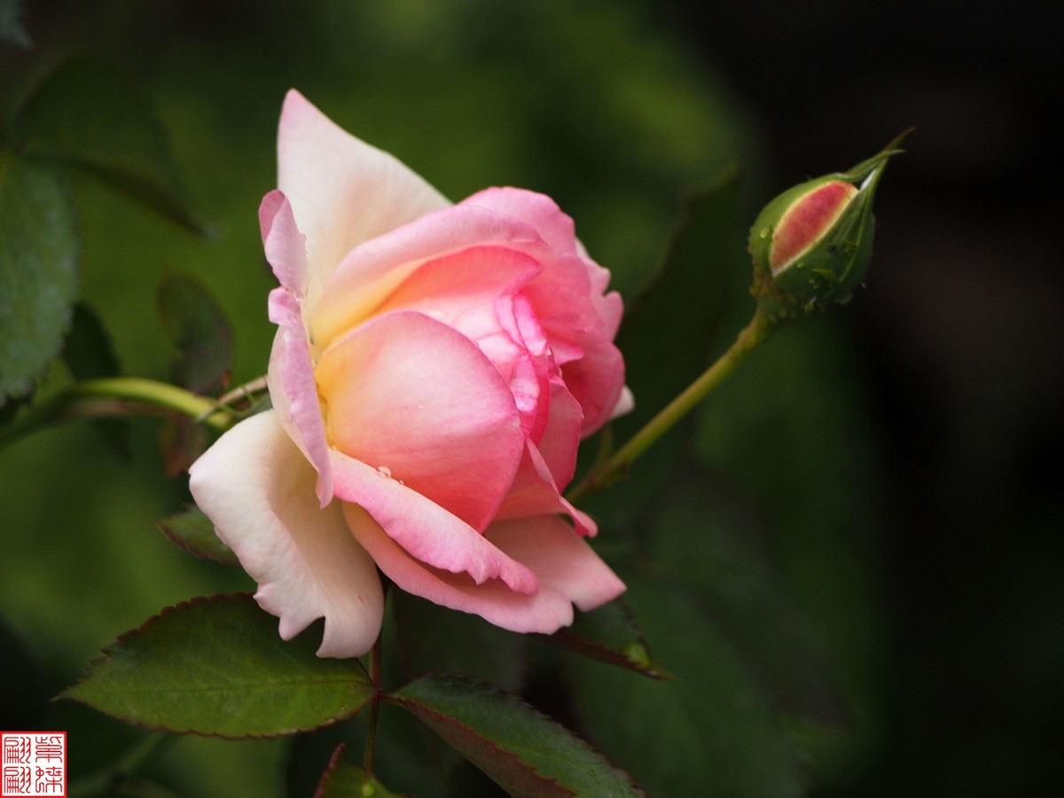 2024开放之欧月（2）