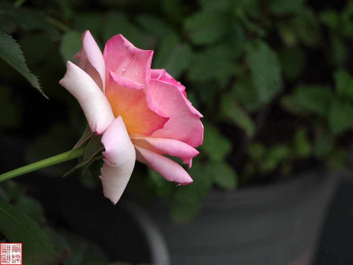 2024开放之欧月（2）