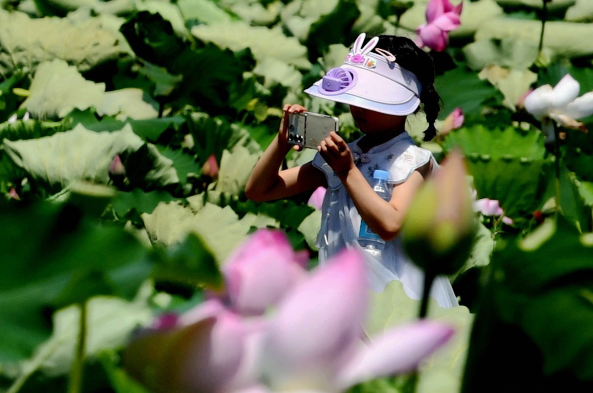 高温酷暑下观荷人