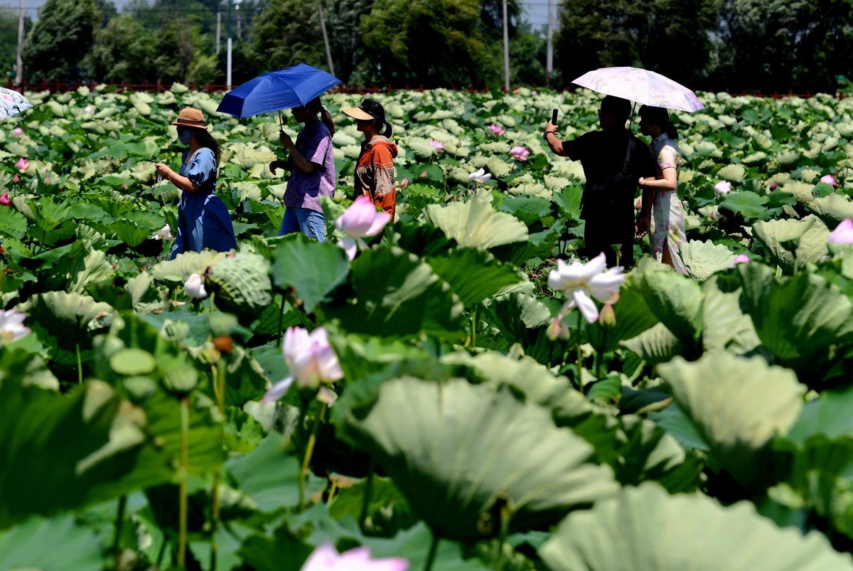 高温酷暑下观荷人