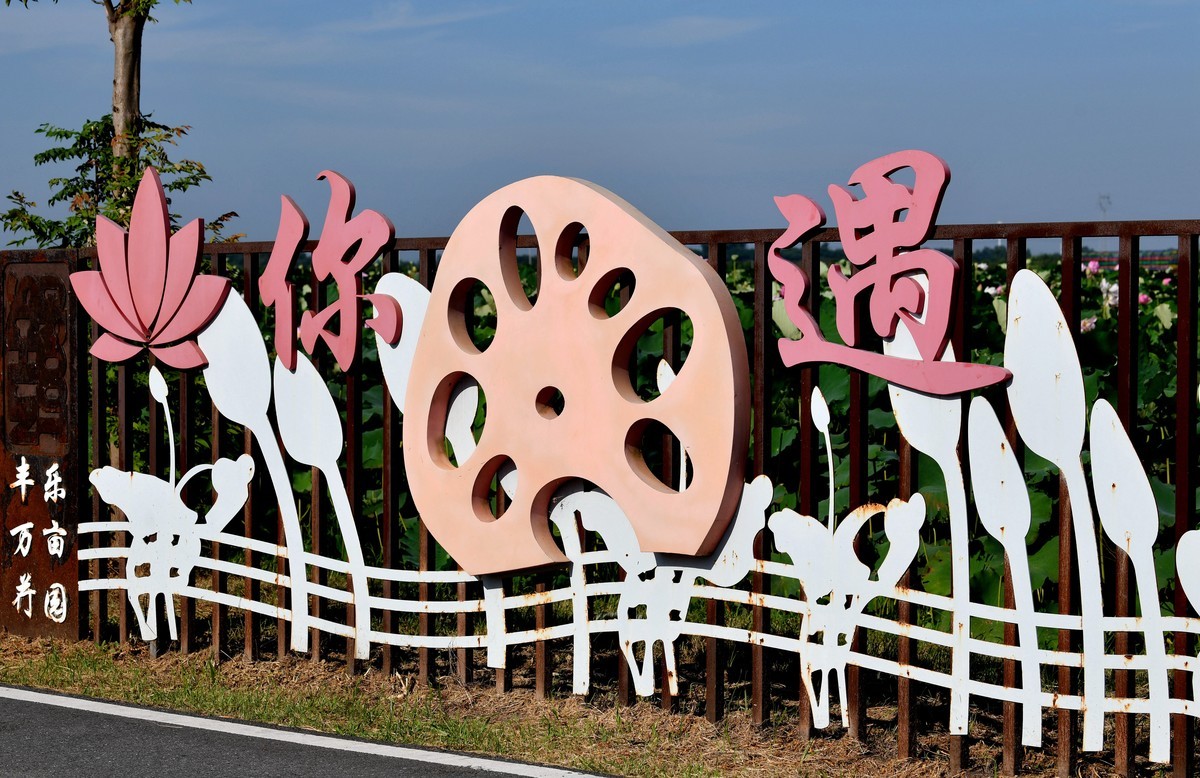 高温酷暑下观荷人