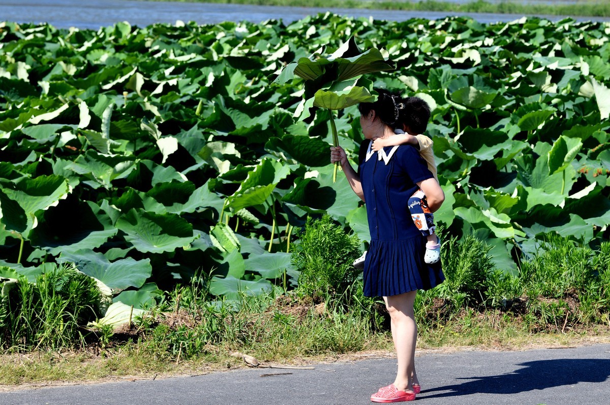 高温酷暑下观荷人