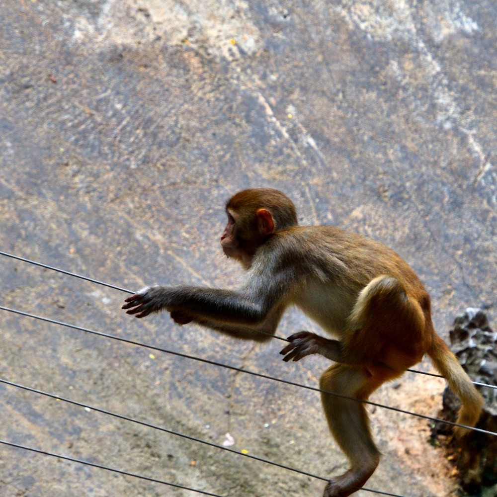 猴的生活3