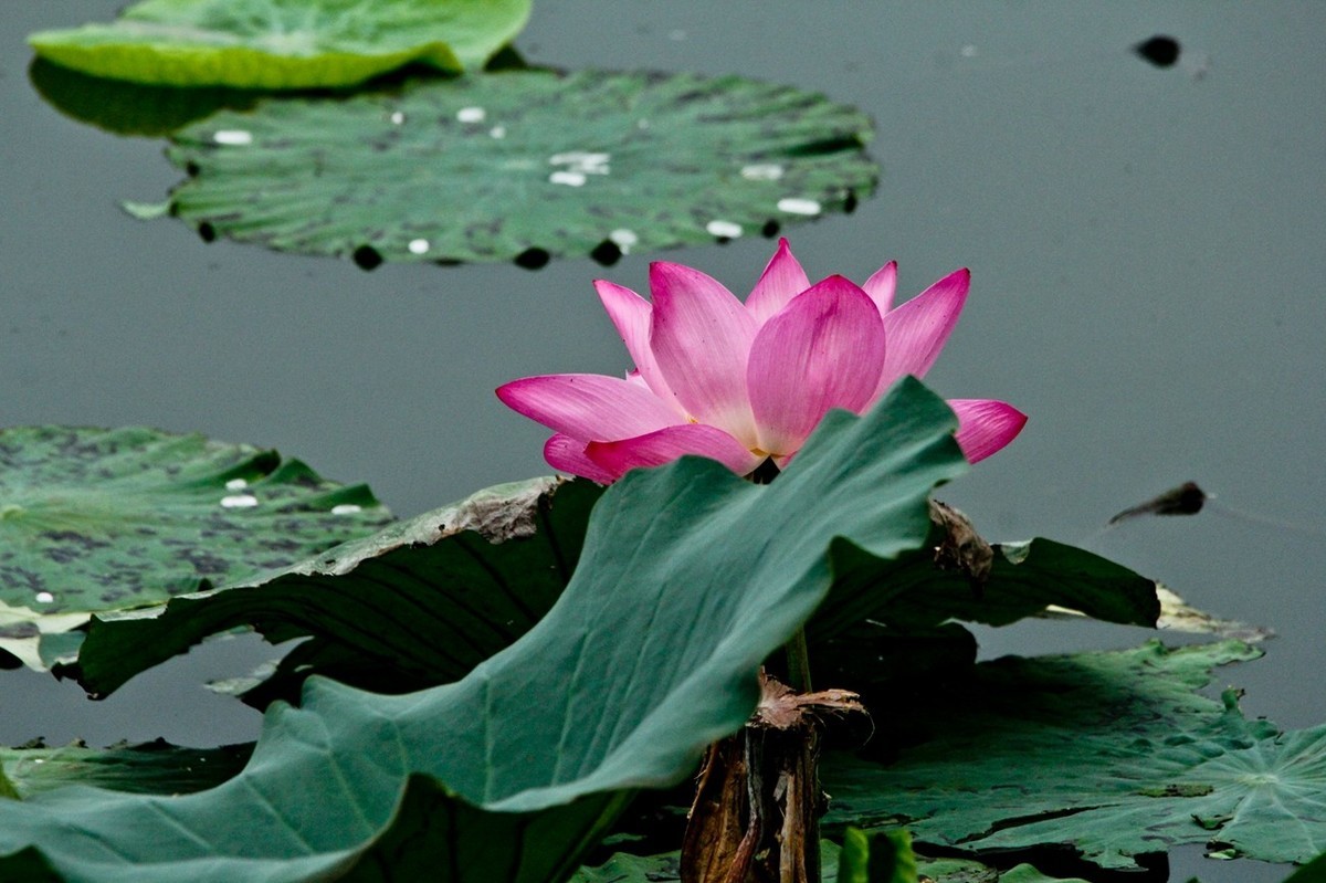 晨拍——秋风荷艳