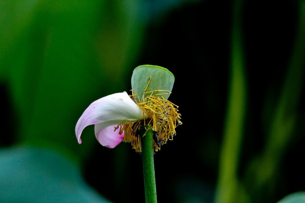 晨拍——秋风荷艳