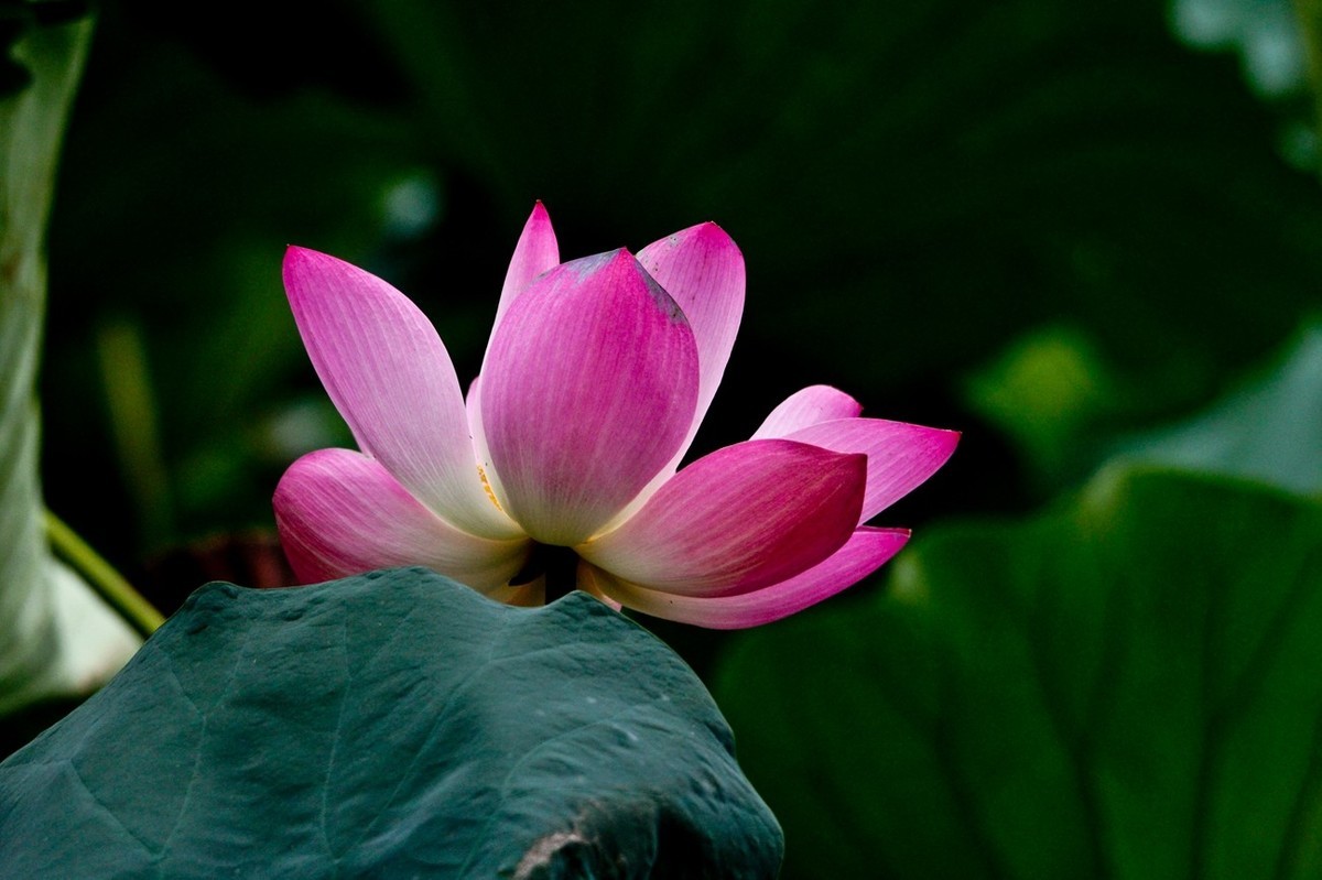 晨拍——秋风荷艳