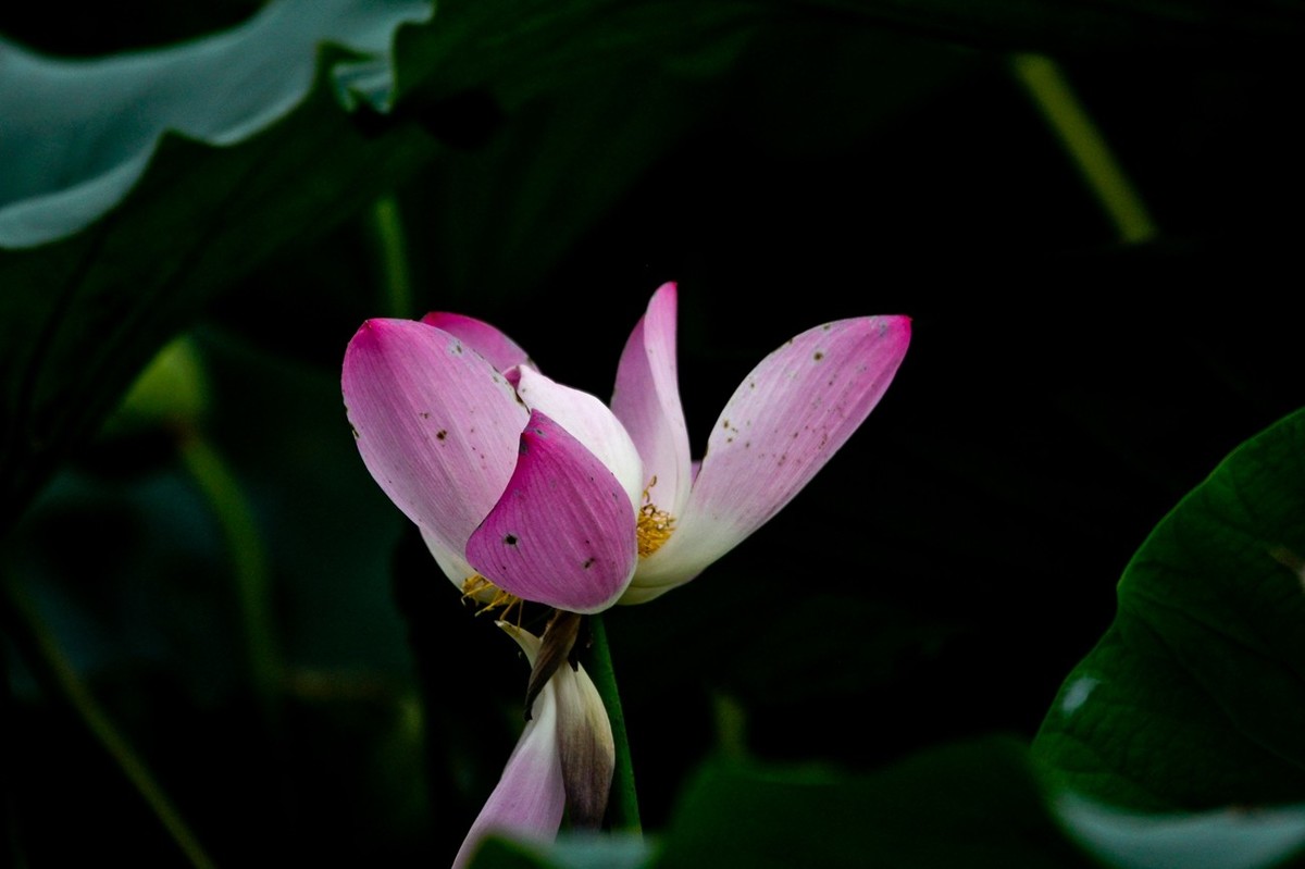 晨拍——秋风荷艳