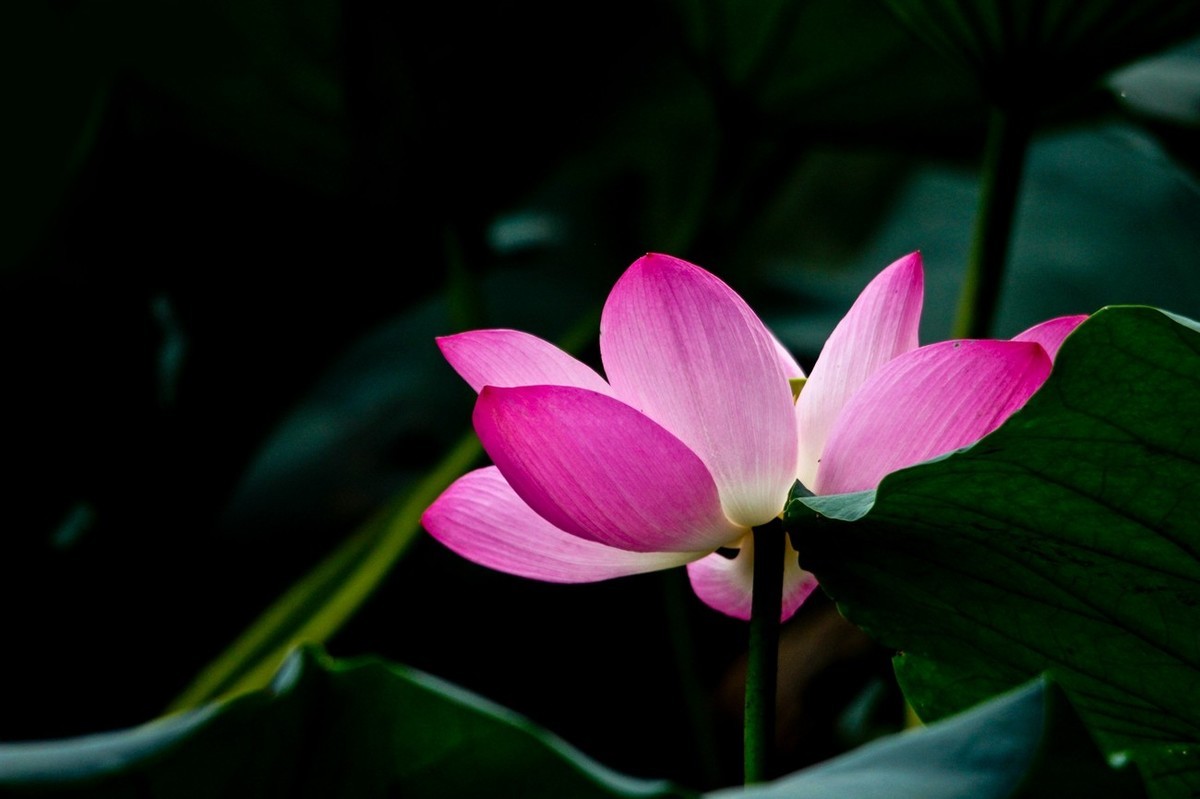 晨拍——秋风荷艳