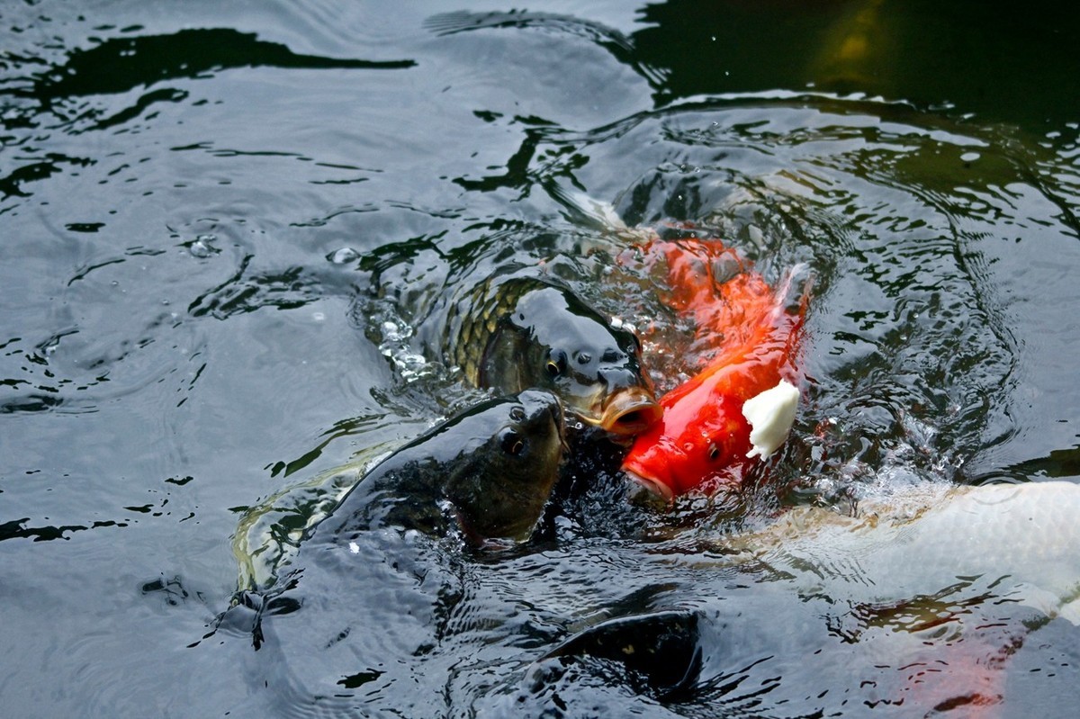 晨拍——秋风荷艳