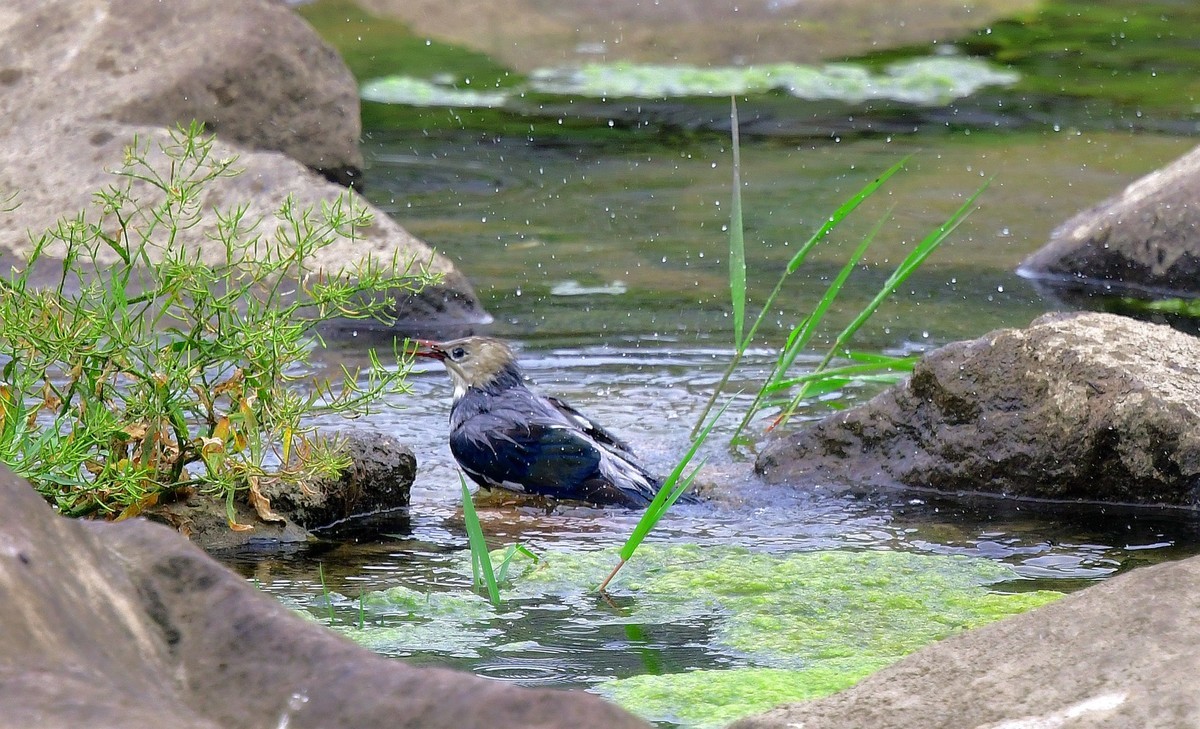 丝光椋鸟洗澡（ 请假贴）