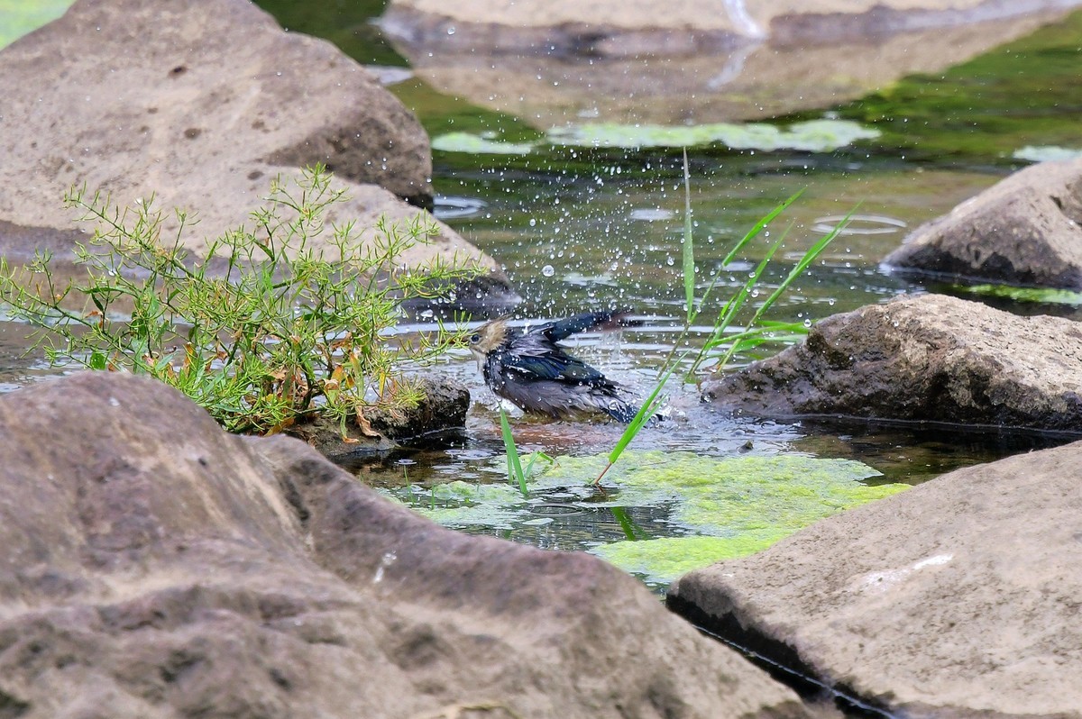 丝光椋鸟洗澡（ 请假贴）