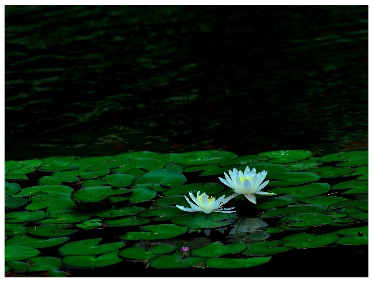 【视觉光影】 荷 颜 悦 色 （37）完