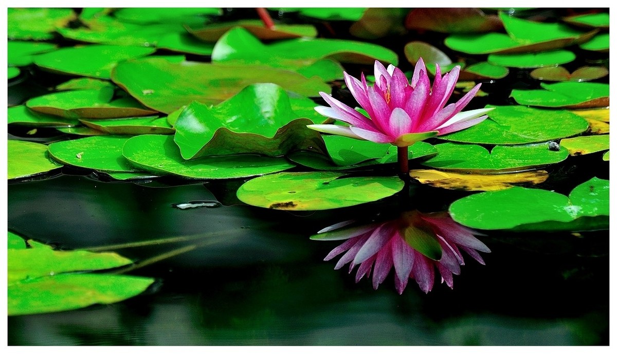 【视觉光影】 荷 颜 悦 色 （37）完