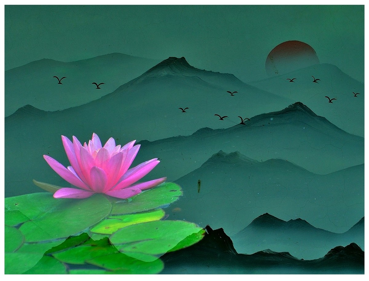 【视觉光影】 荷 颜 悦 色 （37）完