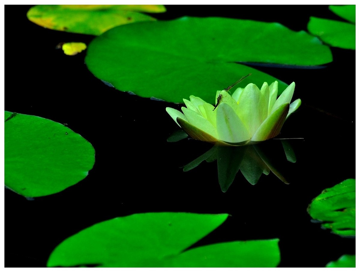 【视觉光影】 荷 颜 悦 色 （37）完