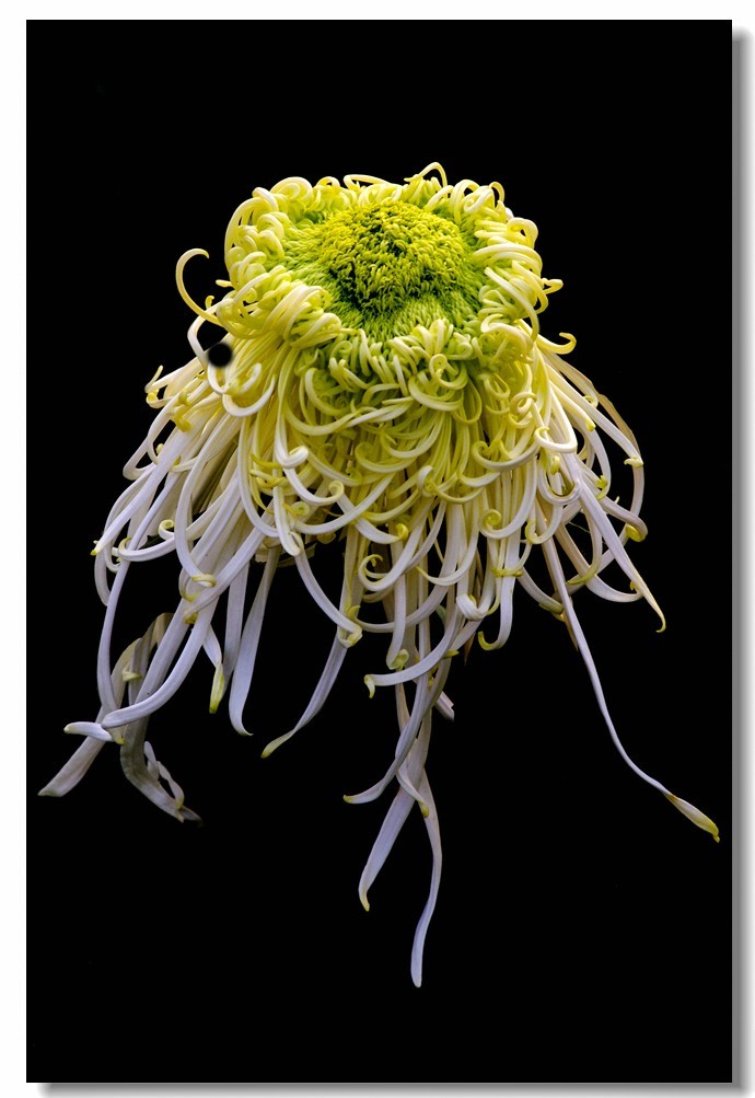 菊花——争奇斗妍（2）