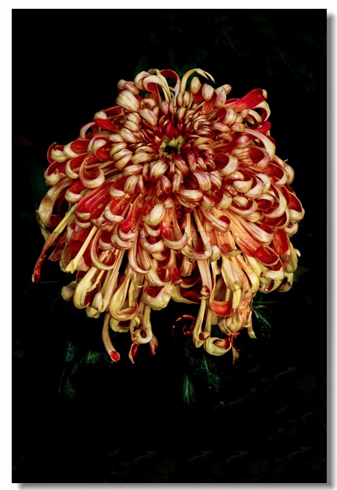 菊花——争奇斗妍（2）