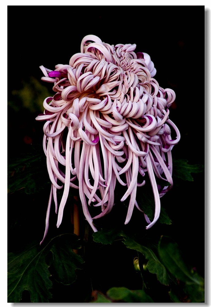 菊花——争奇斗妍（2）