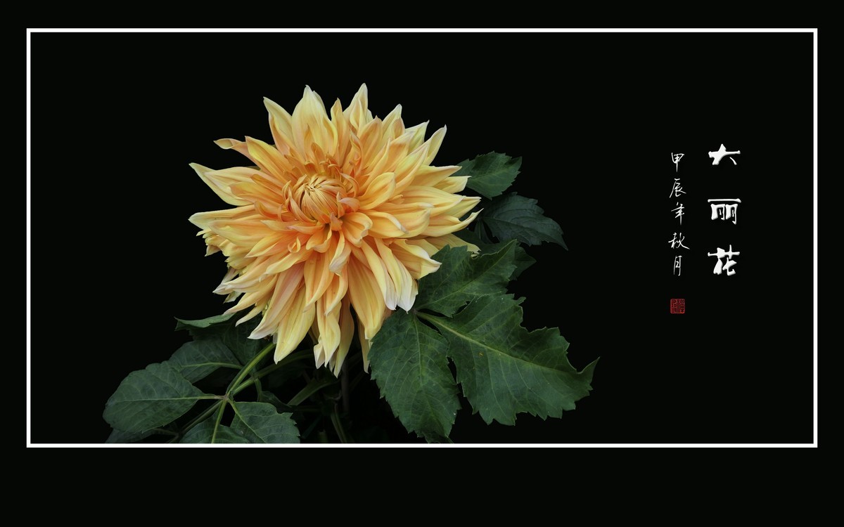 华贵艳丽的大丽花