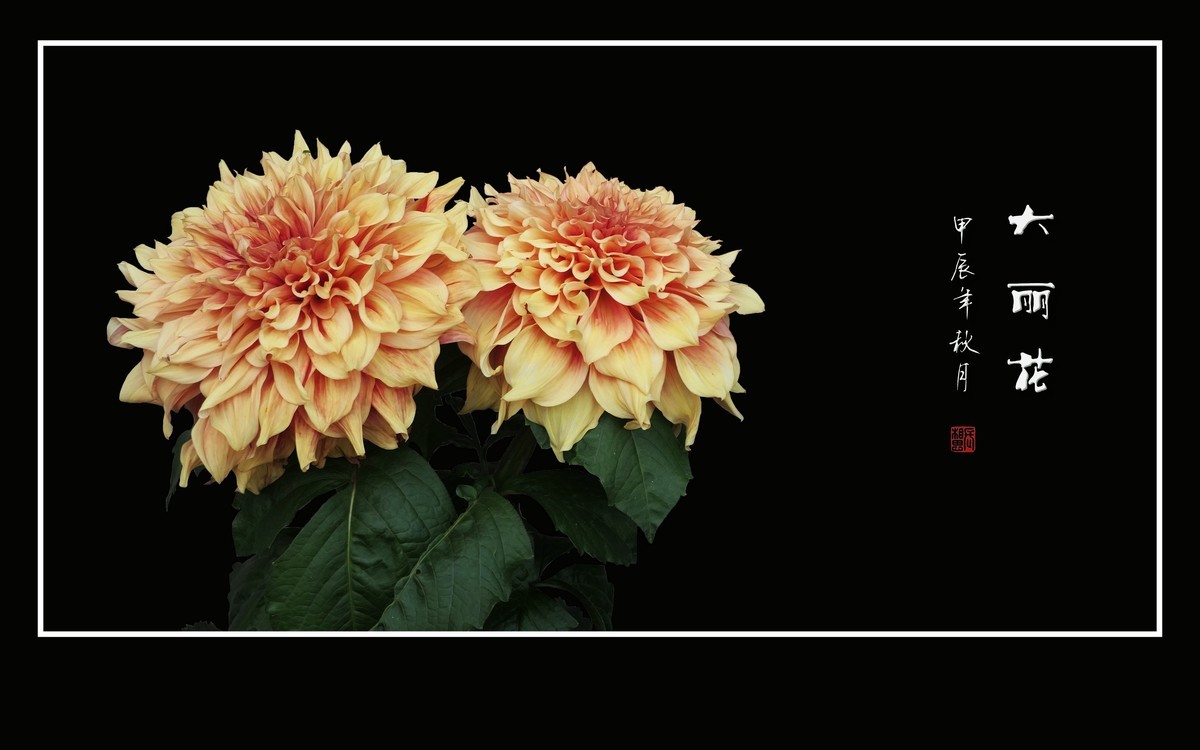 华贵艳丽的大丽花