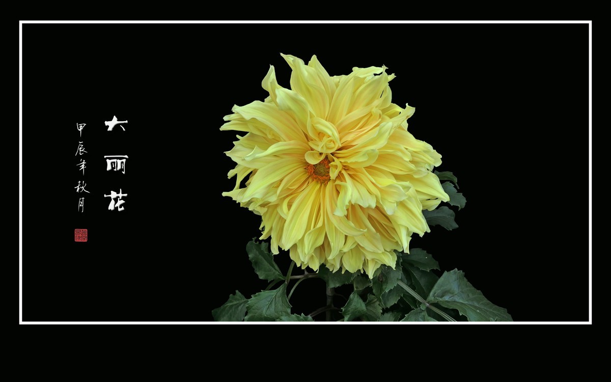 华贵艳丽的大丽花