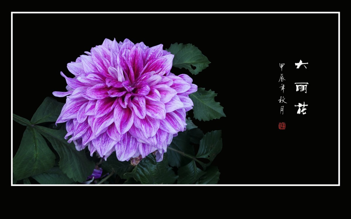 华贵艳丽的大丽花